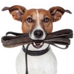 Suprimentos para animais de estimação